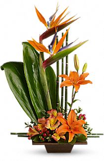 Bold & Tropical