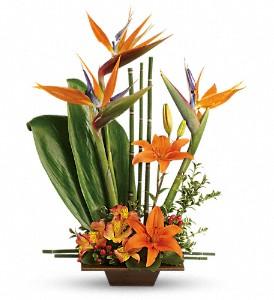 Exotic Grace Deluxe