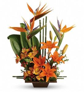 Exotic Grace Premium