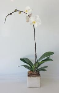 Phalaenopsis Orchid