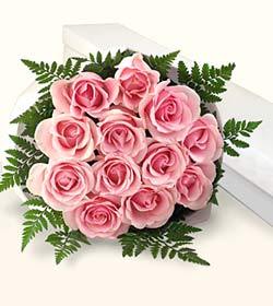 Pink Roses