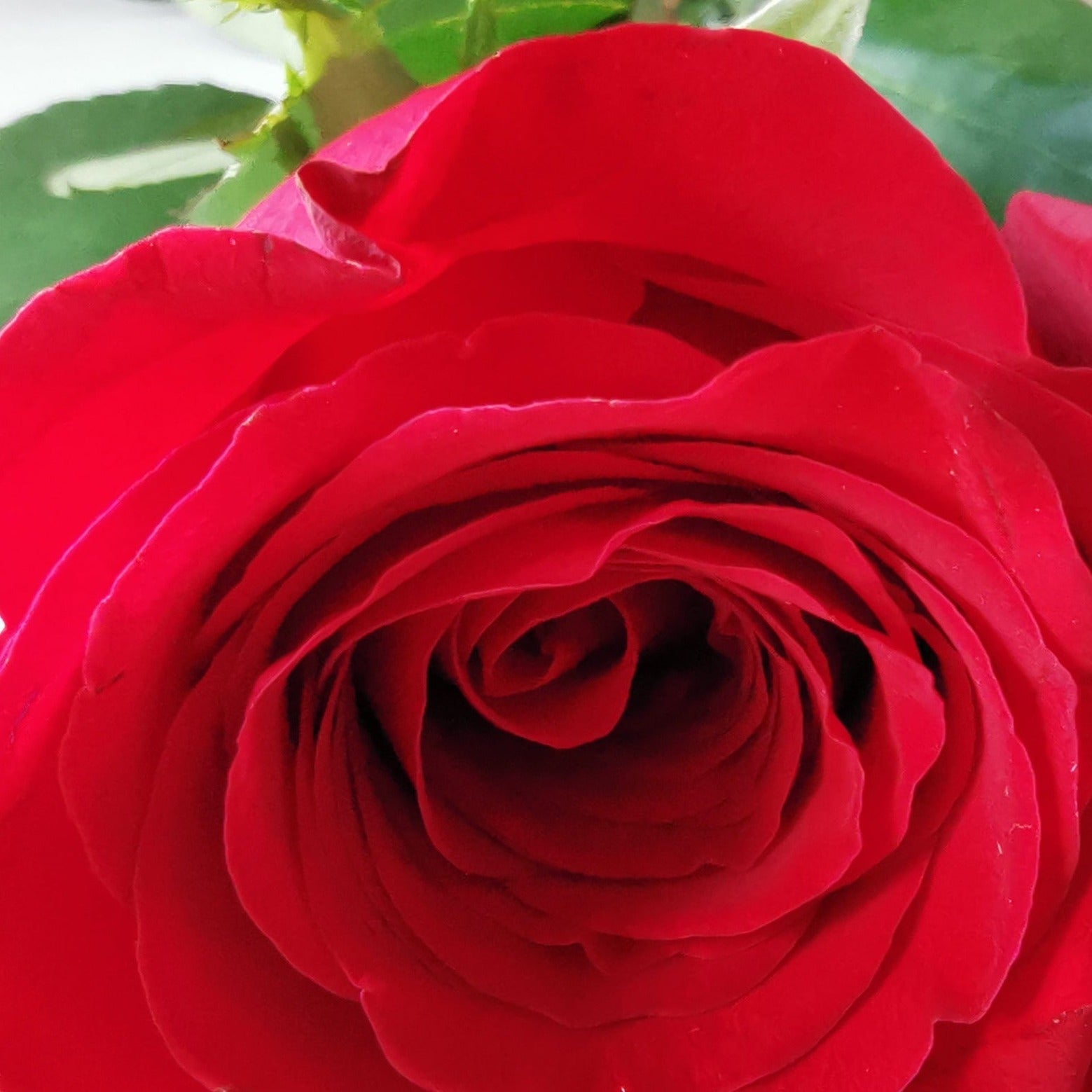 Freedom Large Rose