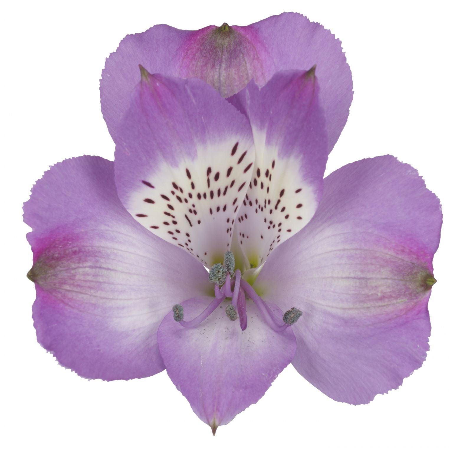 Lavender Alstro
