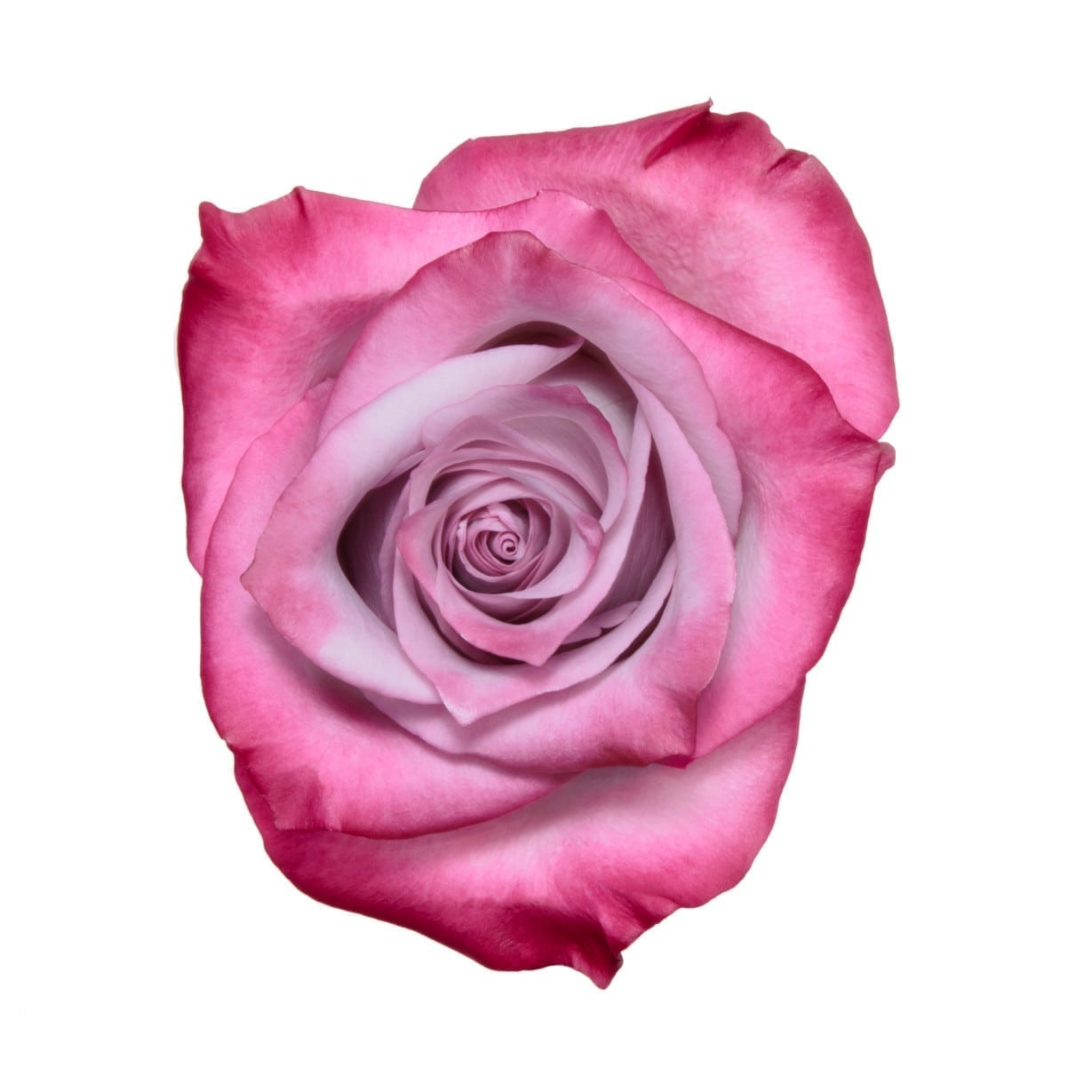 Two Tone Lavender Large Rose