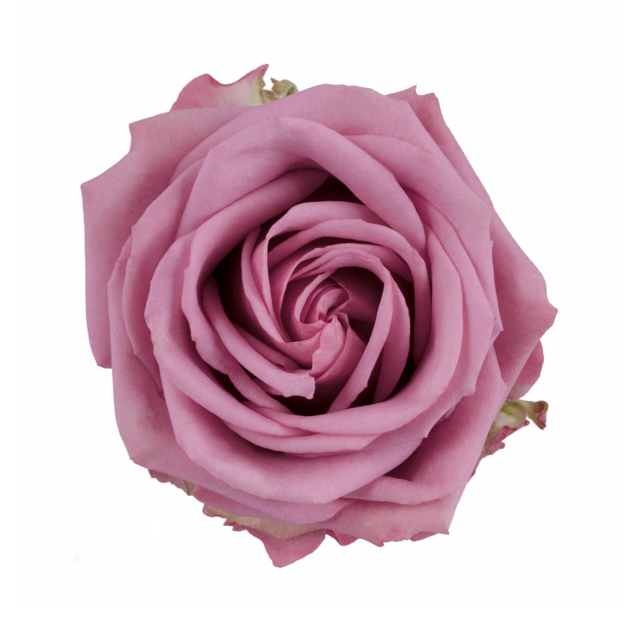 Lavender Large Rose