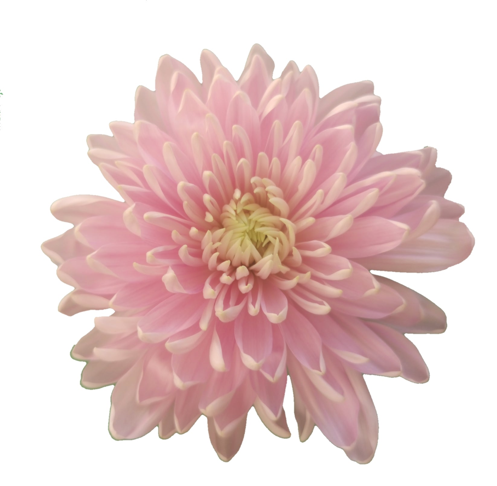 Large Cremon:  Pink