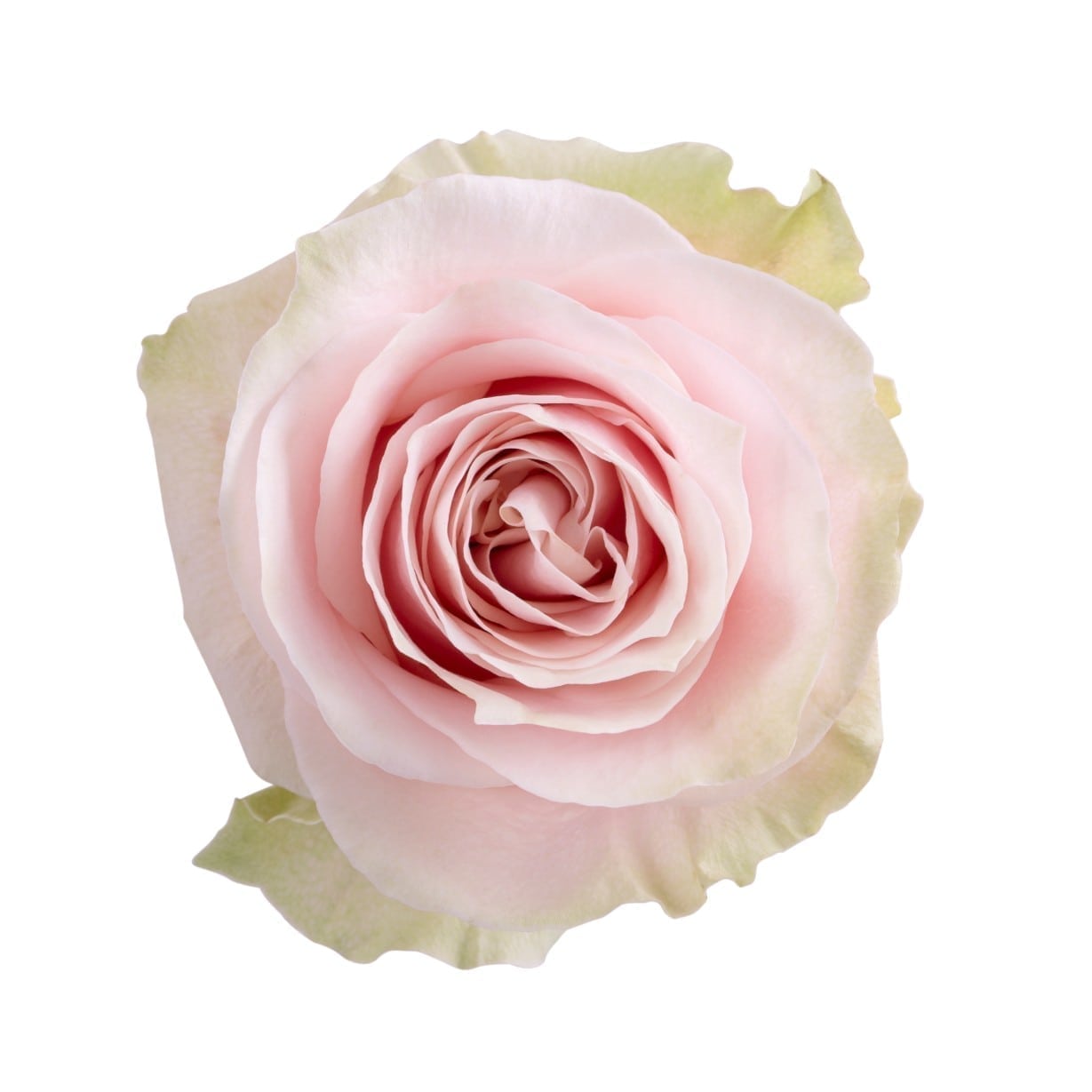 Pink Mondial Large Rose